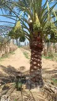 صورة العقار