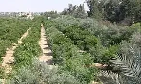 17 فدان في جمعية وادي الملاك الزراعية