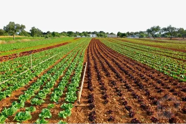 أرض زراعية 20 فدان للبيع في أبو غالب - مسجلة بالشهر العقاري