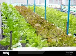 560-acre farm overlooking the Cairo-Alexandria Des