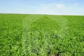 600 acres with a 1,000-m on Cairo Alex road