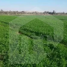 600 acres with a 1,000-m on Cairo Alex road