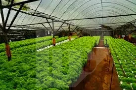 600 acres with a 1,000-m on Cairo Alex road