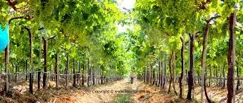 صوب للعنب