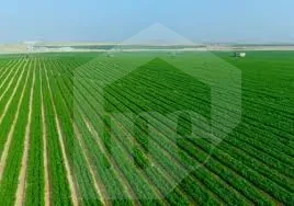 🔹 An investment opportunity in agricultural land in Sadat City, directly on an asphalt road in the heart of green belt. 🔹