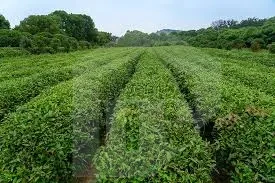 Farm for sale in Ismailia