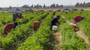 Farm for sale on Abu Ghaleb Road