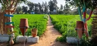 Farm for sale on Abu Ghaleb Road