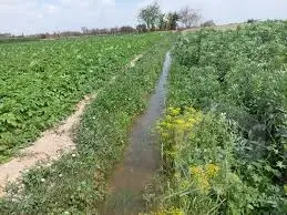 Farm for sale on Abu Ghaleb Road