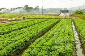 Farm for sale on Abu Ghaleb Road