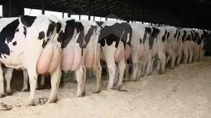 Dairy cow farm