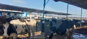 Dairy cow farm