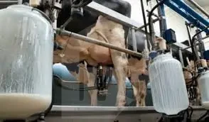 Dairy farm