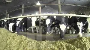 cow farm