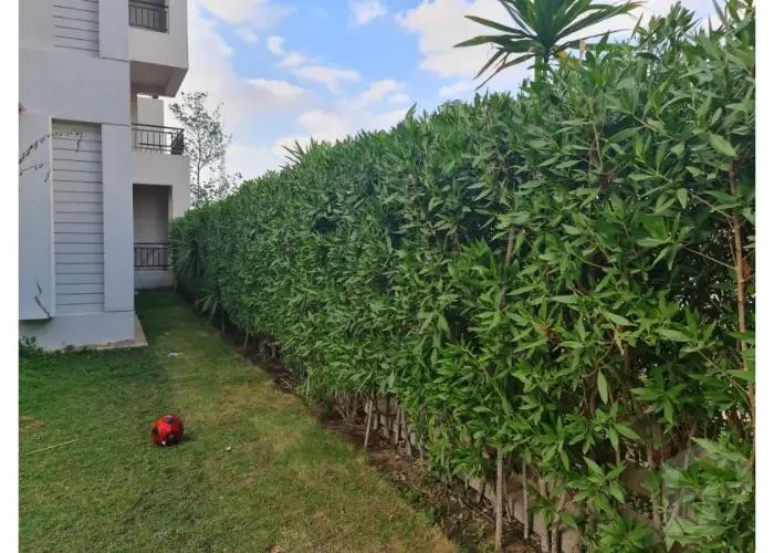 شقه للأيجار