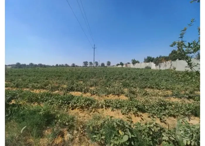 أرض للبيع سفنكس الجديدة