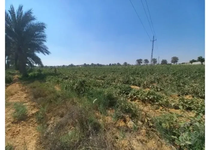 أرض للاستثمار العقاري في سفينكس