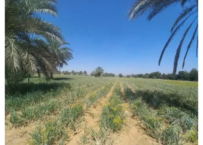 للبيع في سفينكس جديده
