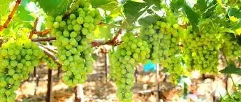 اشجار عنب