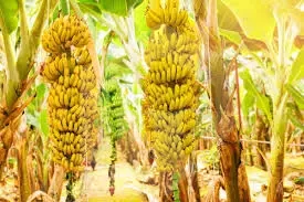 اشجار موز